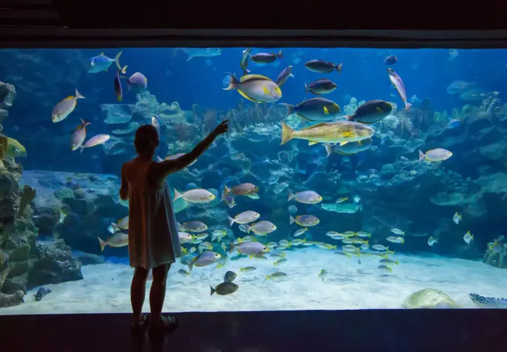 Dziewczynka w oceanarium Jastrzębia Góra wskazuje palcem na ławicę ryb w wielkim akwarium.