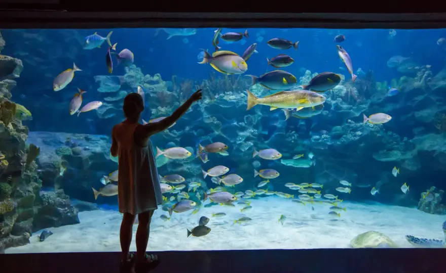 Oceanarium w Jastrzębiej Górze - czy warto wpaść z dziećmi?